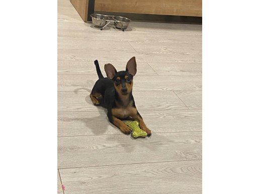 Safkan 1 numara minyatür pinscher