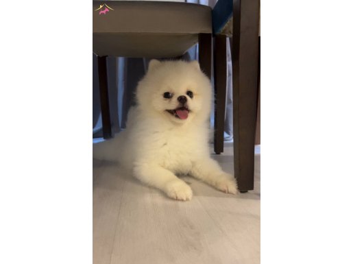 Pomeranian boo beyaz