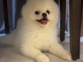 Pomeranian boo beyaz