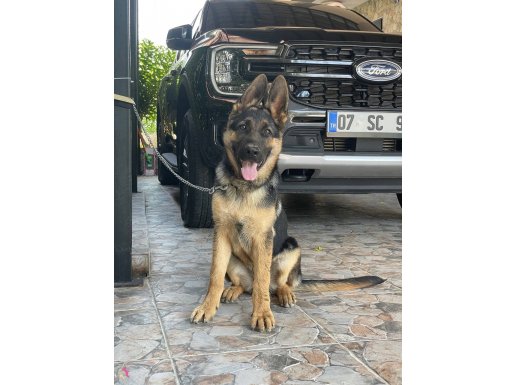 5 AYLIK K9 ALMAN KURDU 