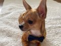 Chihuahua 6 aylık erkek 