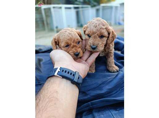 Minnak oyuncu ev ortamindan  toy poodle bebekler