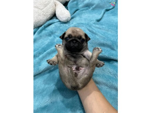 Dişi erkek pug mobs bebekler 