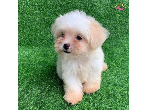 Evinizin yeni üyesi maltese terrier yavrularımız mevcut