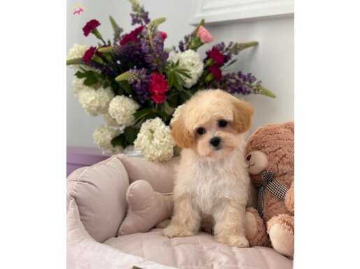 Evinizin minik üyesini bulduk maltipoo yavrularımız mevcut