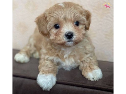 Safkan ırk garantili maltipoo yavruları mevcut 