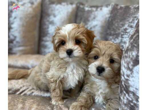 Safkan ırk garantili maltipoo yavrularım mevcut