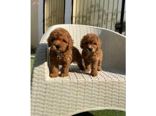 Evinizin yeni bebeği toy poodle yavruları mevcut 