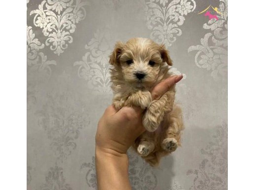 Mini mini maltipoo yavruları mevcut