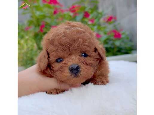 Evinizin yeni bebeği toy poodle yavruları mevcut 