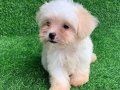 Evinizin yeni üyesi maltese terrier yavrularımız mevcut