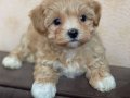 Safkan ırk garantili maltipoo yavruları mevcut 