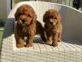 Evinizin yeni bebeği toy poodle yavruları mevcut 