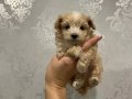 Mini mini maltipoo yavruları mevcut