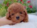 Evinizin yeni bebeği toy poodle yavruları mevcut 