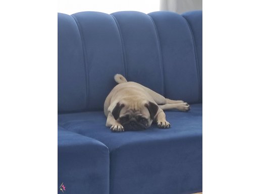 Pug mops dişi 