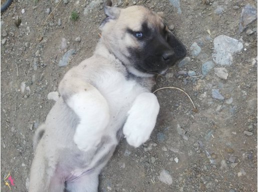 Çok güzel kangal köpeklerimiz var fiyatı da çok uygun. 