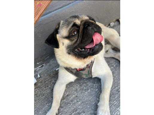 8.aylık erkek pug köpek 