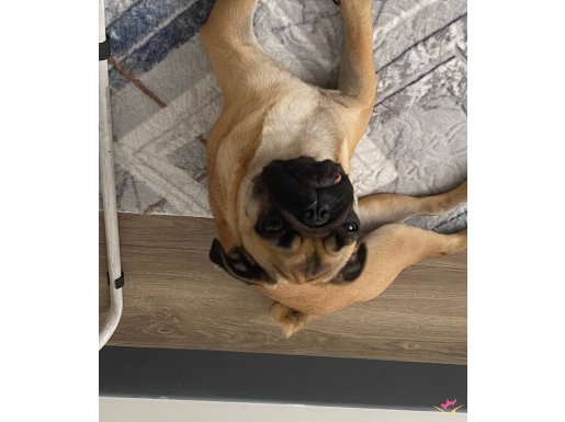 Pug 5 Aylık