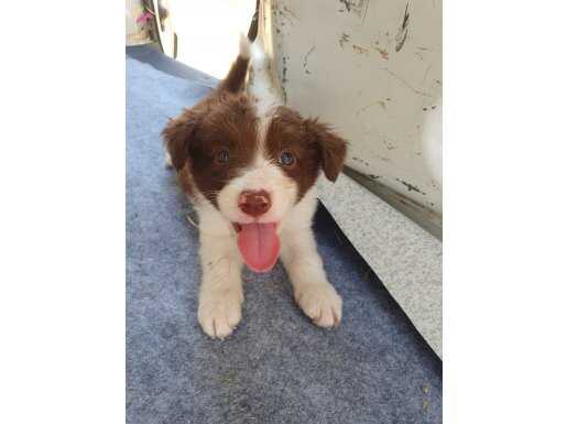 Kahve beyaz Border collie yavrular 