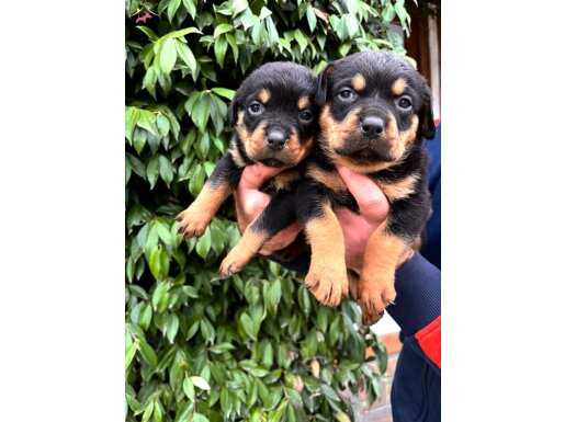 Koca kafa küt burun, ırk garantili Rottweiler yavrularım