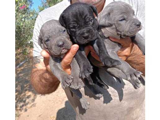 Şampiyon anne babadan Muhteşem Cane Corso yavrular