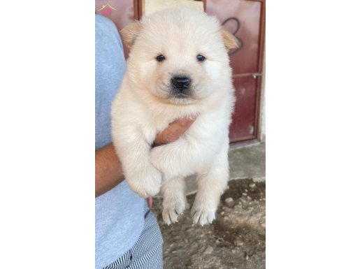 Koca kafa Ayıcık Chow Chow yavrular