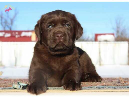 Sevimli çikolata Labrador bebeklerim