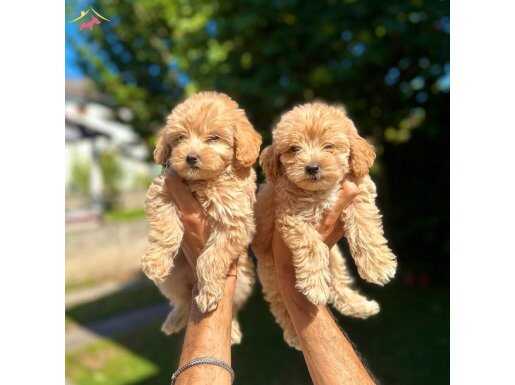 Baby face Maltipoo yavrularım