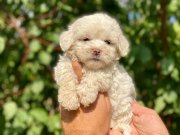 Yuvanızın maskotu minik Maltese Terrier yavrularım