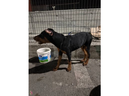 ESTETİKLERİ HAZIR ORJİ KAN DOBERMAN