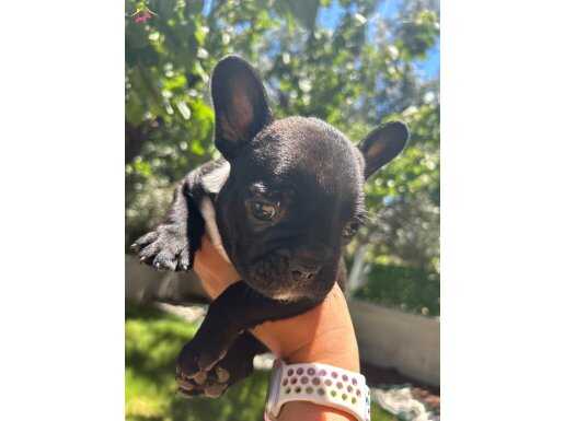 Frenchbulldog yavrularım tuvalet eğitimli