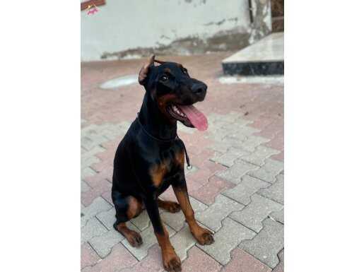 7 aylık temel eğitimli doberman