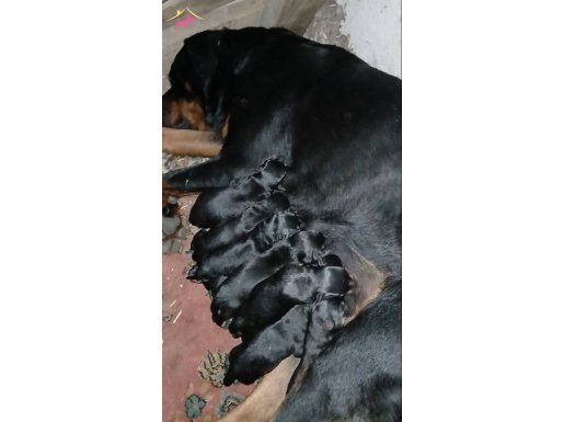 Koca kafalar rottweiler 