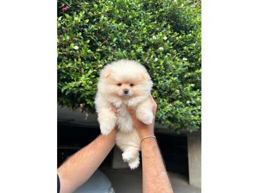 70 Günlük ayı surat Pomeranian Boo