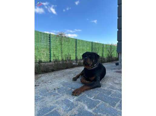 14 aylık rottweiler