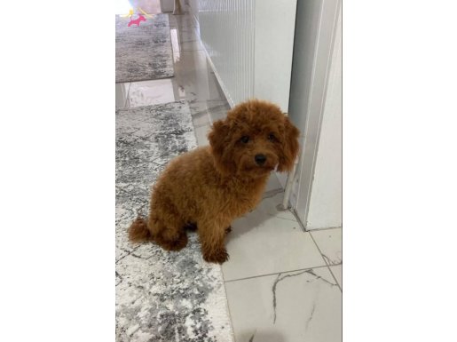 RED BROWN TOY POODLE