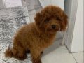 RED BROWN TOY POODLE