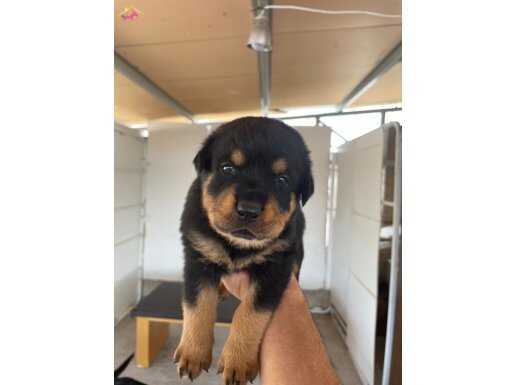 Erkek ve dişi saf rottweiler yavrular