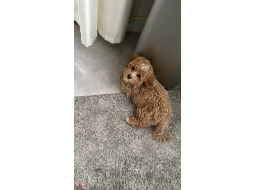 Yavru maltipoo erkek