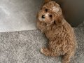 Yavru maltipoo erkek