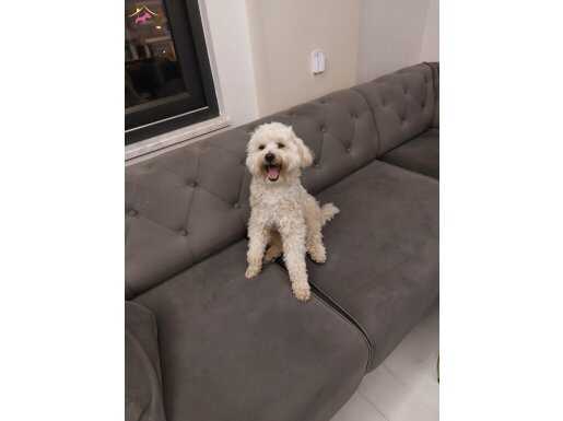 LEO yeni Aile arıyor. Çok akıllı ve tatlı Maltipoo 