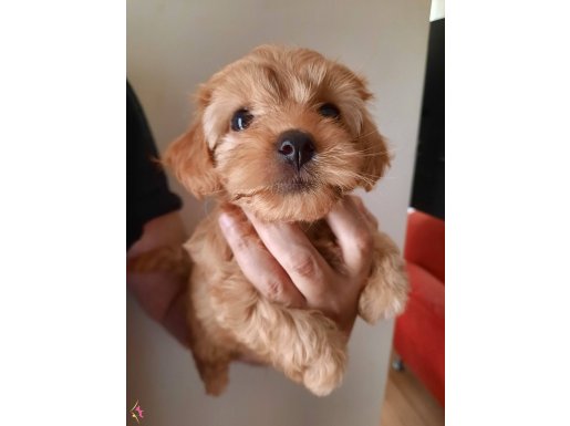 Maltipoo Yavrular