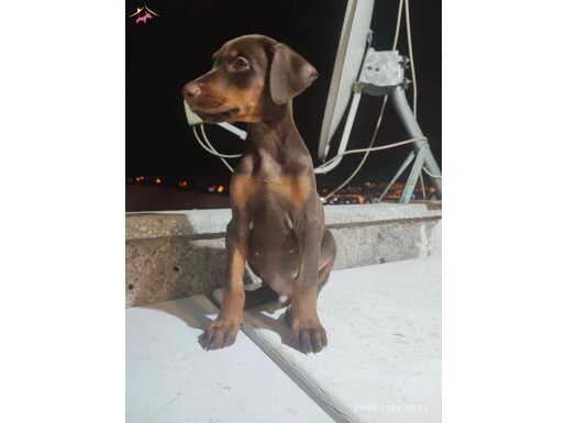 DOBERMAN Son 3 SCR Lİ KİZİL  DİŞİ YAVRU 