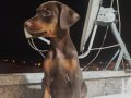 DOBERMAN Son 3 SCR Lİ KİZİL  DİŞİ YAVRU 