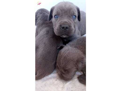 Blue canecorso yavruları 