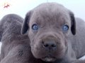 Blue canecorso yavruları 