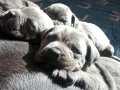 Blue canecorso dişi yavru