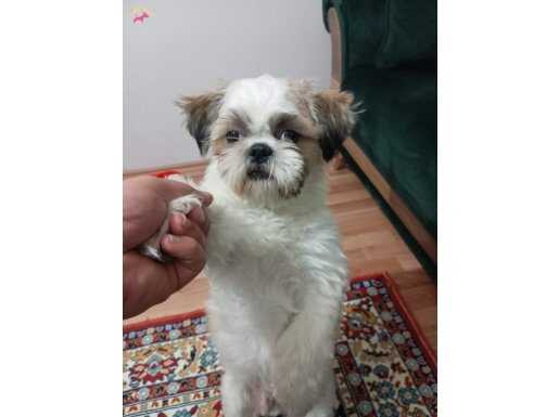 Shihtzu oğluma yuva arıyoruz 