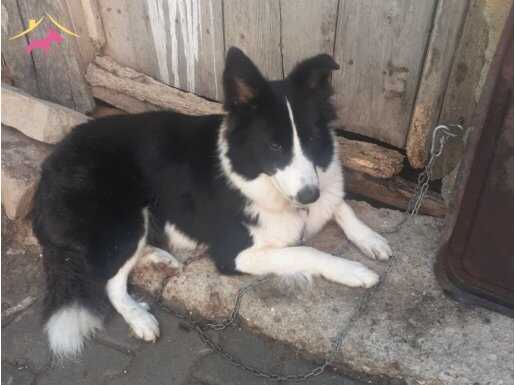 Satılık dişi border collie